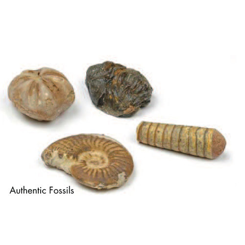 Dig and Discover Authentic Fossils Unearth Four Unique Fossils!