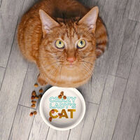 Crazy Cat Lady Bowl and Mug Set additional image