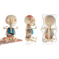 Clear Gummy Bear Anatomy additional image