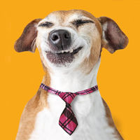 Dog Tie additional image