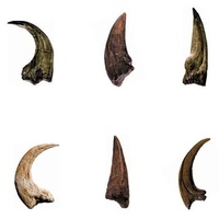 Dino Claws Collection additional image