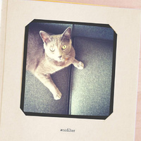 Petsies Photo Album additional image