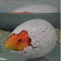 6 Pack Hatching Dino Eggs additional image