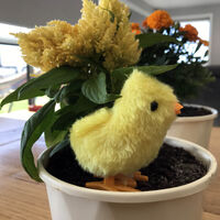 Wind Up Mini Chick additional image