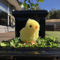 Wind Up Mini Chick additional image