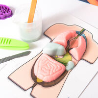 Fun Science Squishy Organs main image